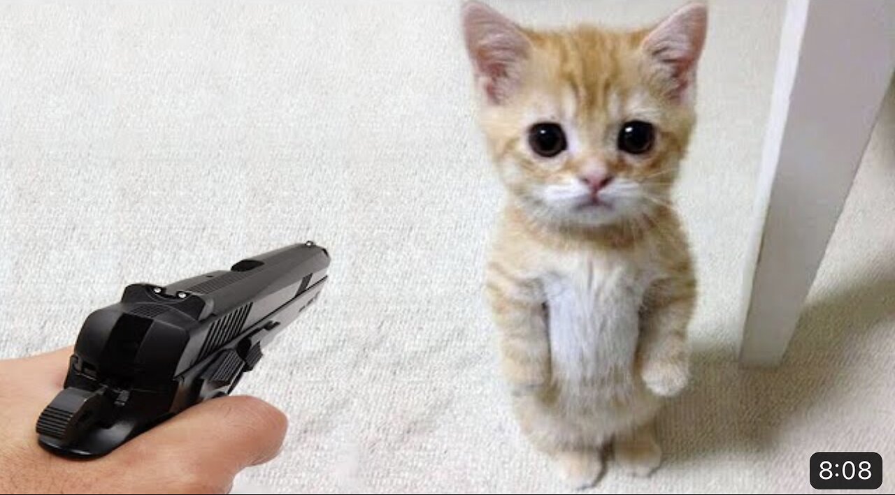 Funniest Animals 2023😂 Funny Dogs and Cats 🐈 Vedios🐶