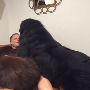 OMG... look at the size of these dogs! And all they want is to cuddle