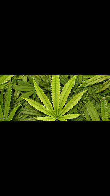 Daily Happy Video (17) - Parkinson's Patient Tries THC Tincture For The First Time