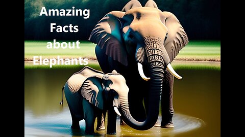 Amazing Facts about Elephants