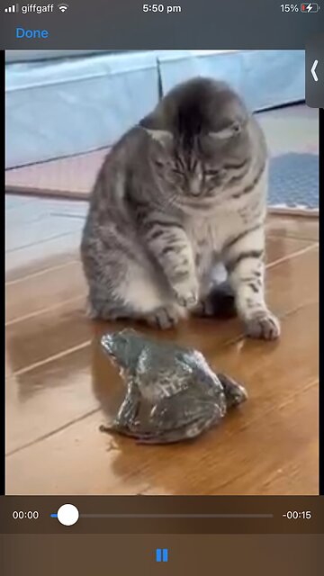 Cat and a Frog 😁
