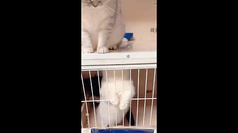 Watch Animals Be Silly: The Funniest Pet Moments Ever #funniestpets #funnyanimalvideos #comedy