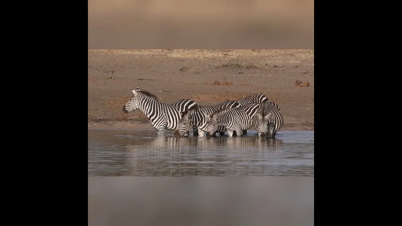 Nature Horizons Highlights of Tanzania Client Safari