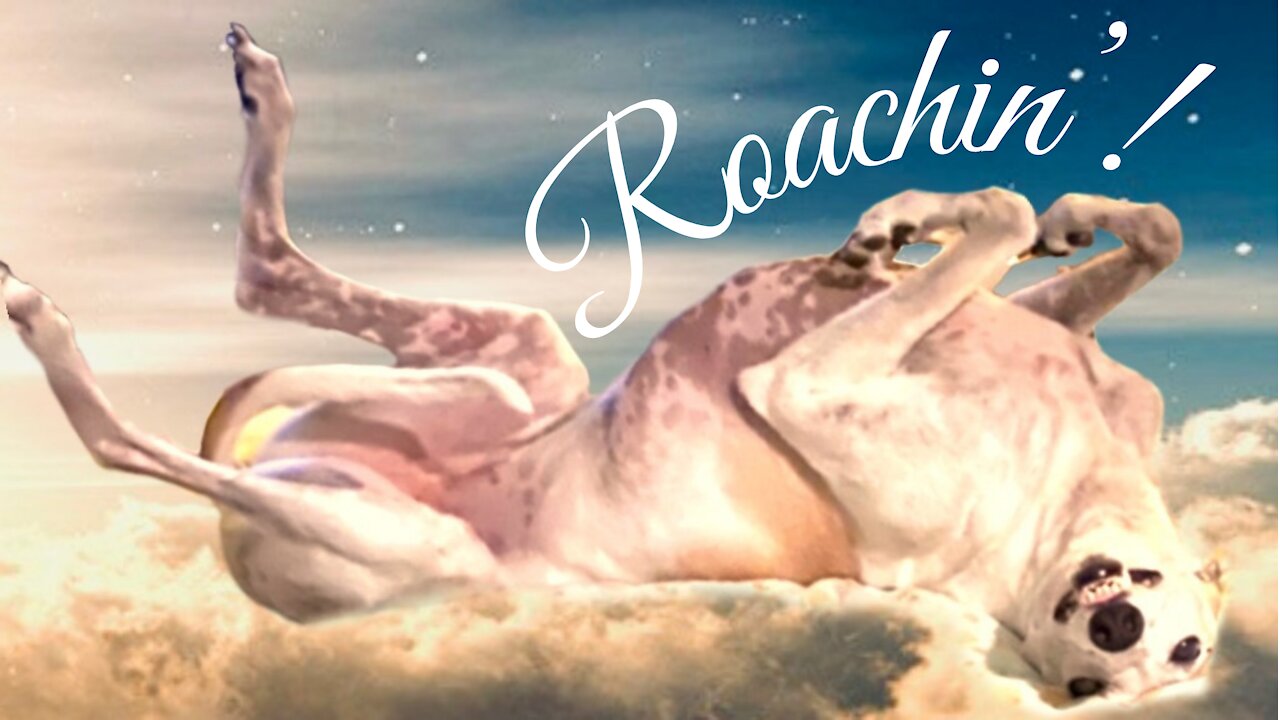 Why Do Greyhound Dogs Roach? [greyhound adoption guides]