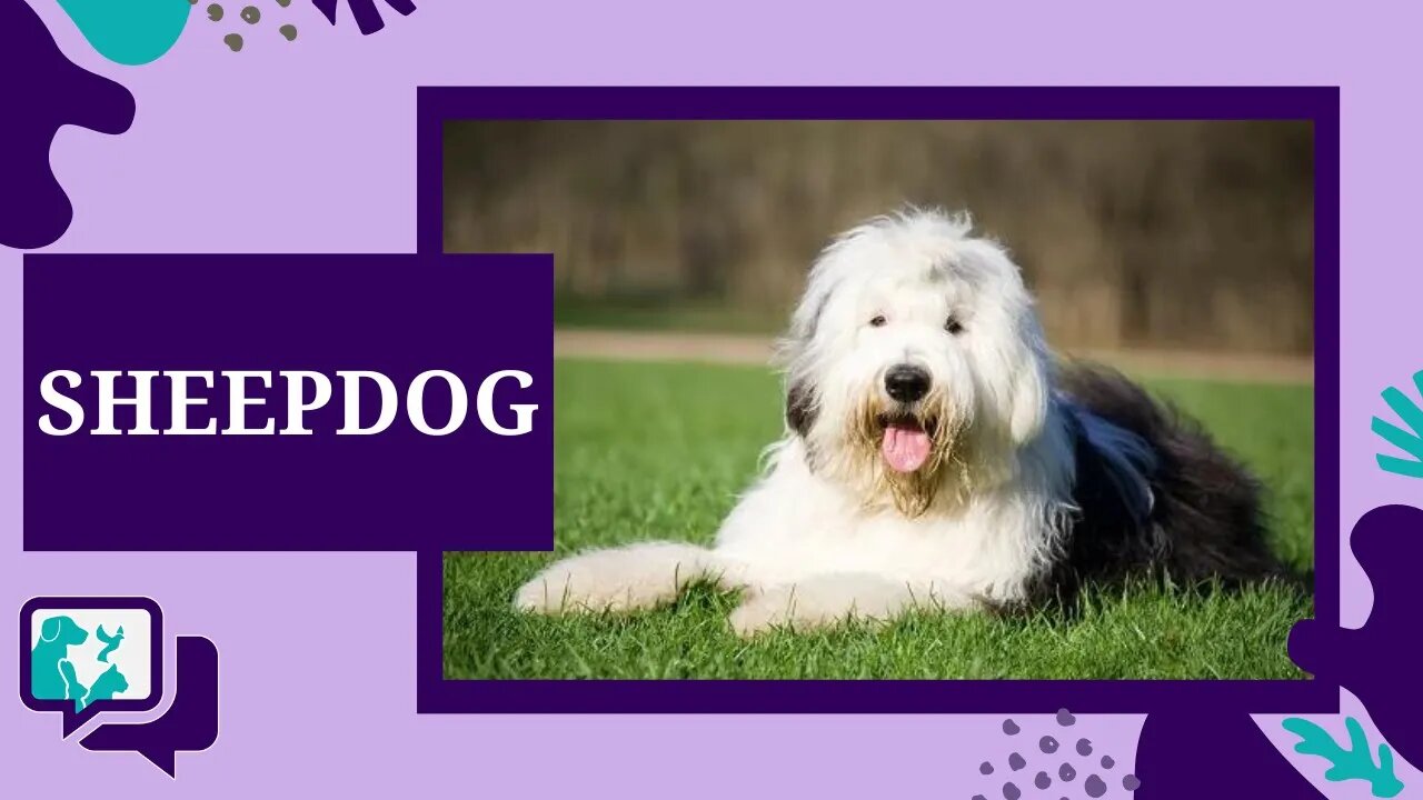 OLD ENGLISH SHEEPDOG: TUDO SOBRE A RAÇA