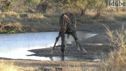 Drinking Giraffe Look Weird!