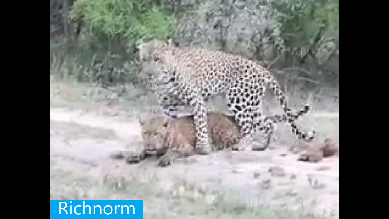 What Happens When Male Jaguar Mate with Female Lion