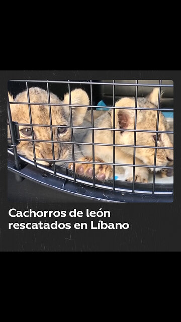 Rescatan cachorros de león contrabandeados en Líbano