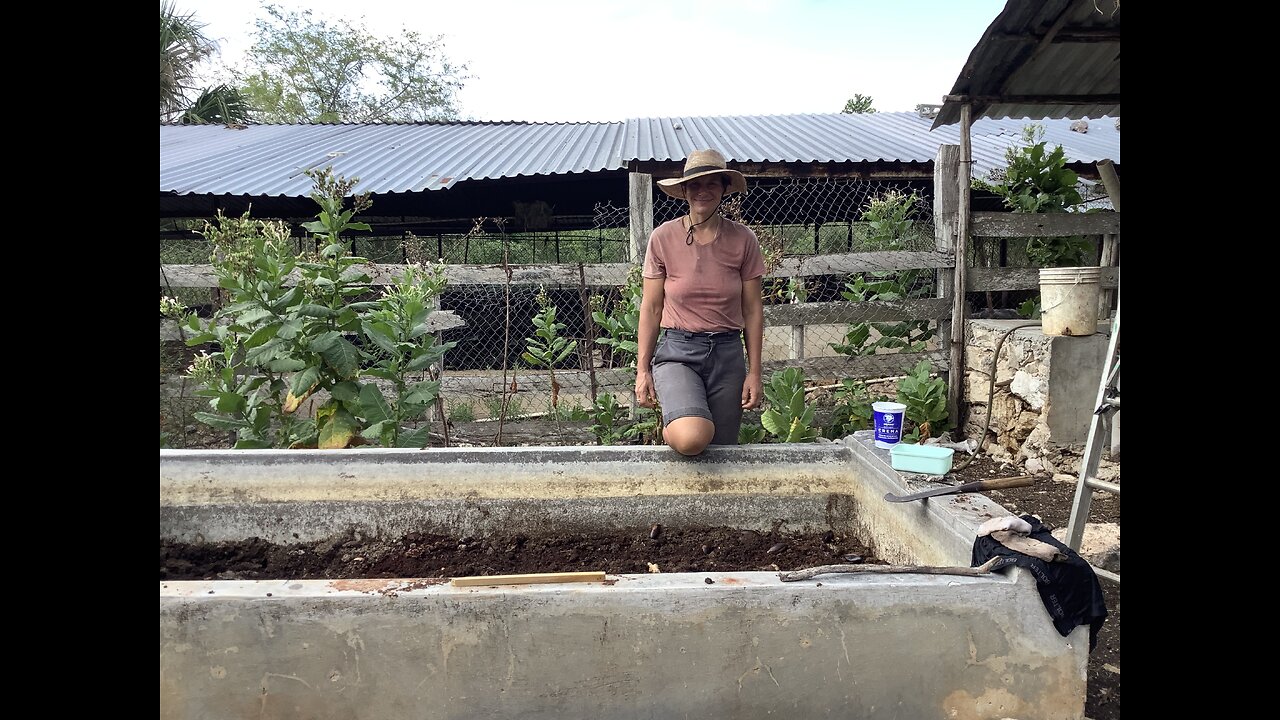 Beautiful Bonny planting turmeric, ginger, and malley trees