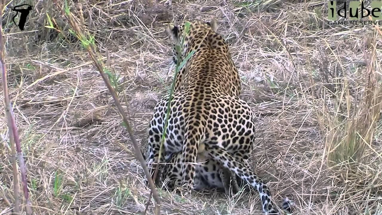 WILDlife: Leopard Lovers Pairing