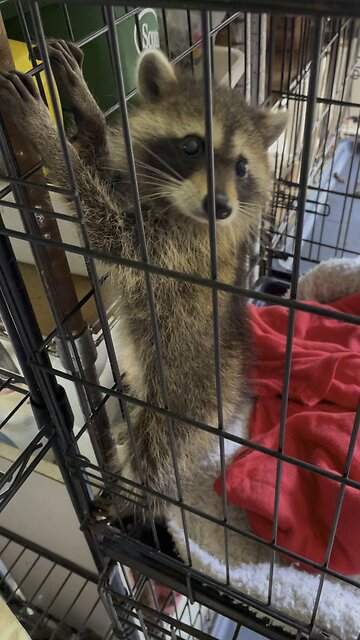 🦝Raccoon Rescue🦝Part 2