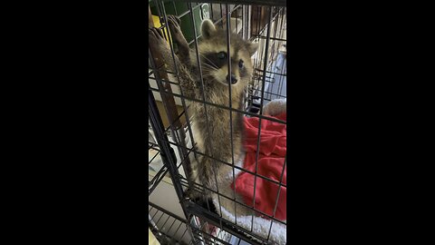 🦝Raccoon Rescue🦝Part 2