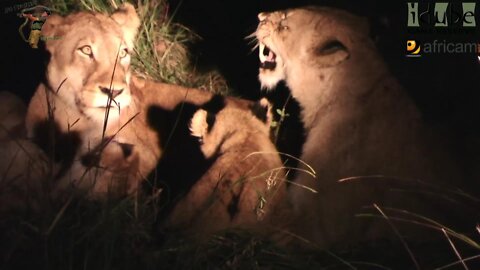 LIONS: Following The Pride 23: Playing At The Airport