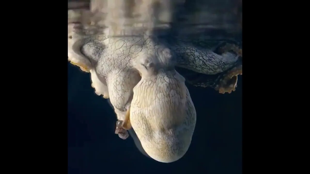 A Sleeping Octopus Changes Colour While Dreaming