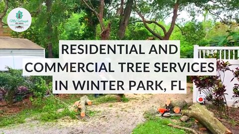 Winter Park Tree Job