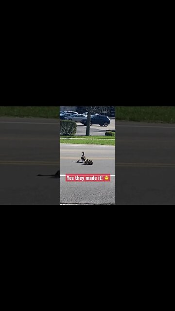 Make way for ducklings! #shorts #ducks #wildlife