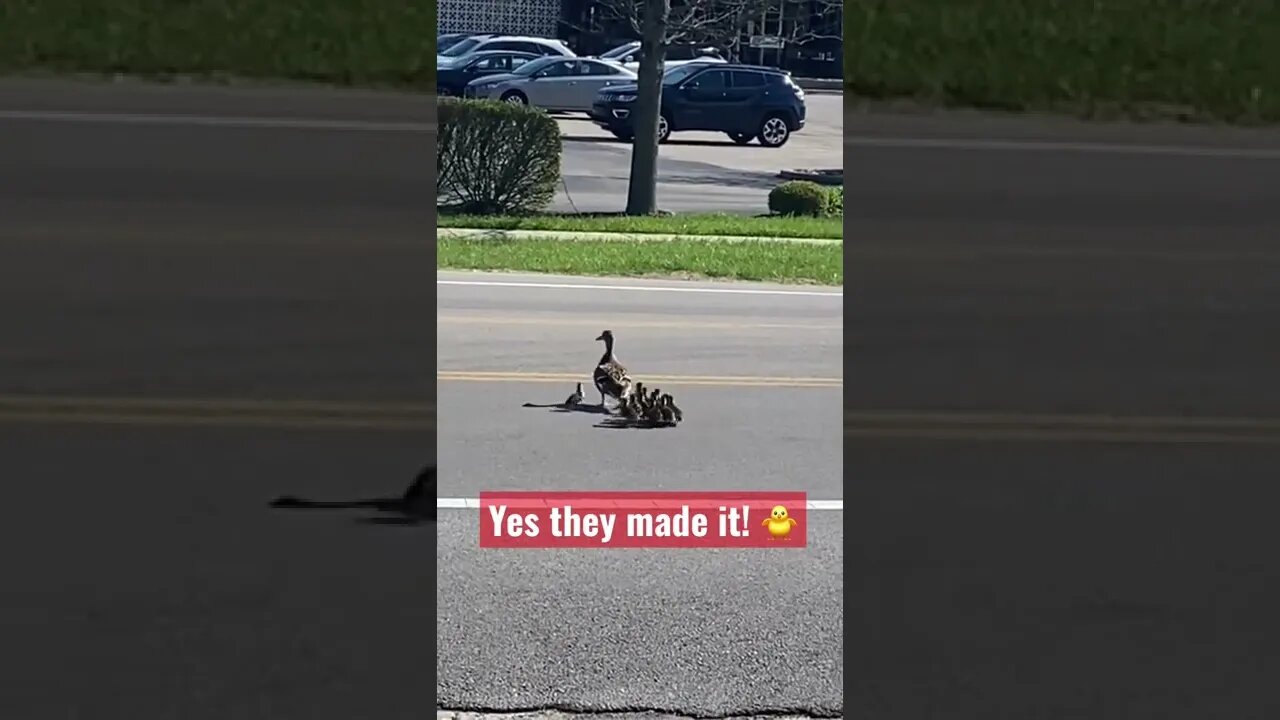 Make way for ducklings! #shorts #ducks #wildlife