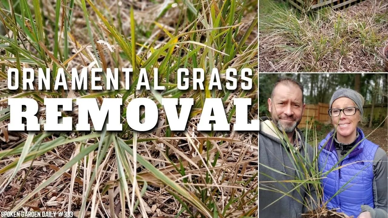 🌿 Ornamental Grass Removal | Garden Redesign - SGD 333 🌿