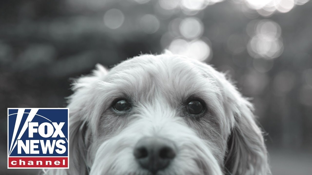 Would you give up your pooch if pet food was too pricey? Americans weigh in