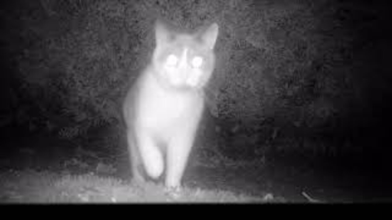 Trail cam footage in garden - Days and nights.