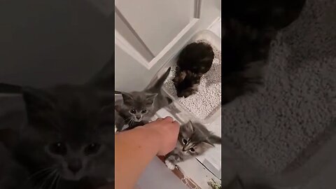 My Children tiktok richard catnip king