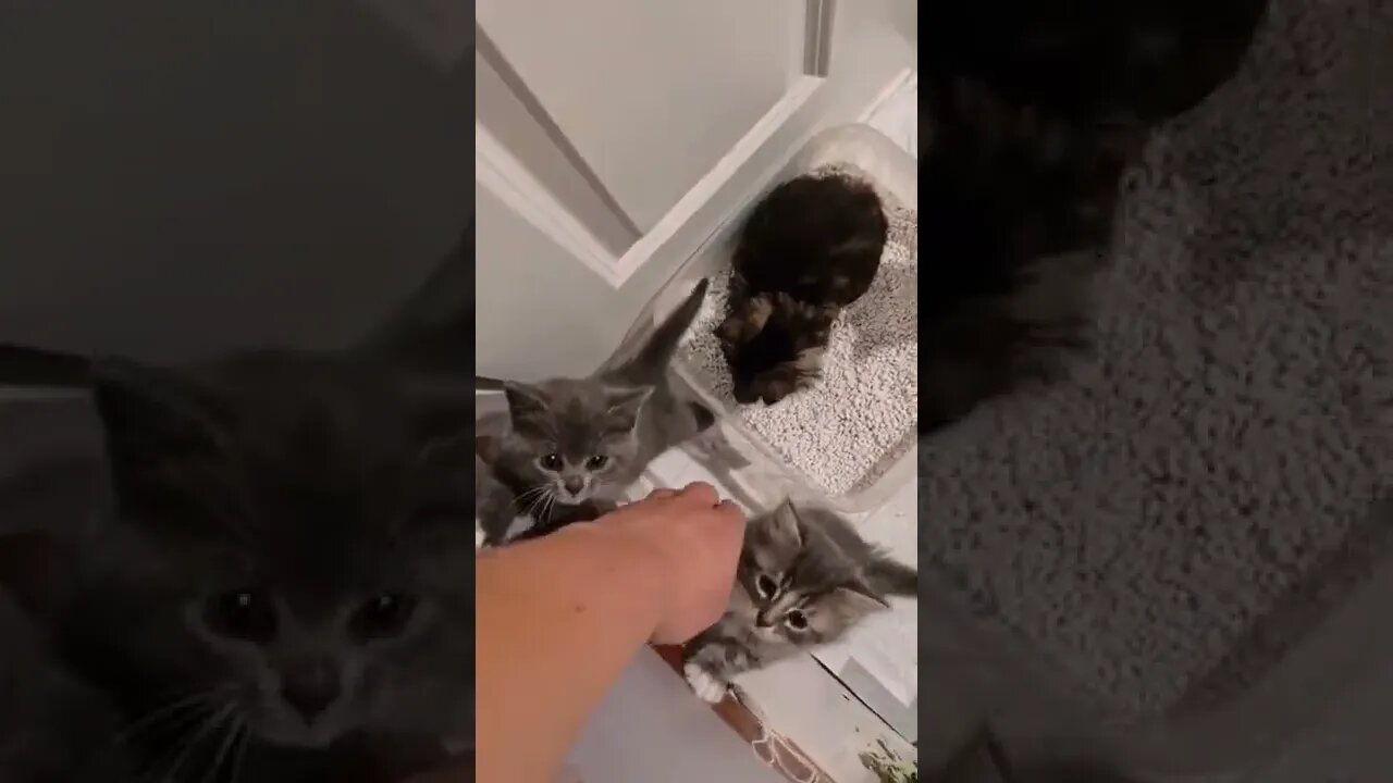 My Children tiktok richard catnip king