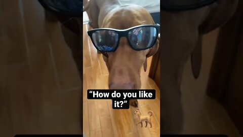 “I’m cool and I know it” - said the Vizsla | Best Funny Pet Videos #shorts