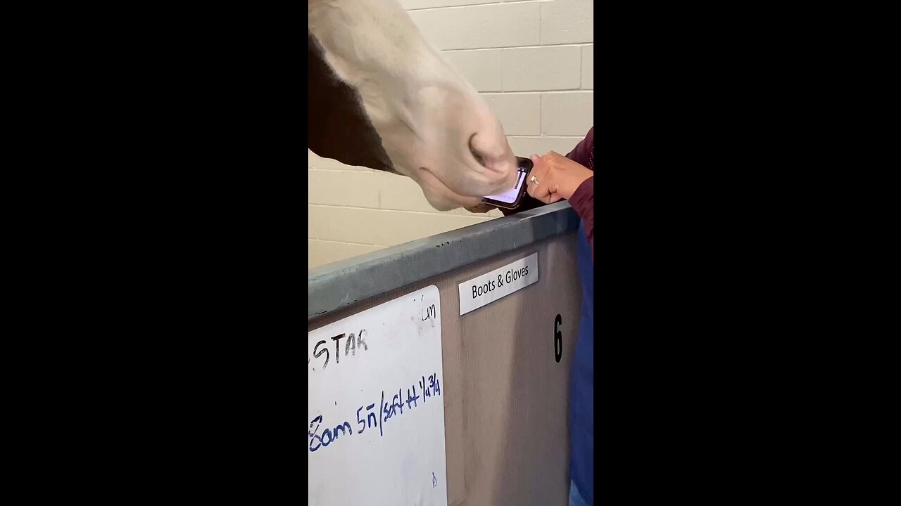 Horse Playing Piano