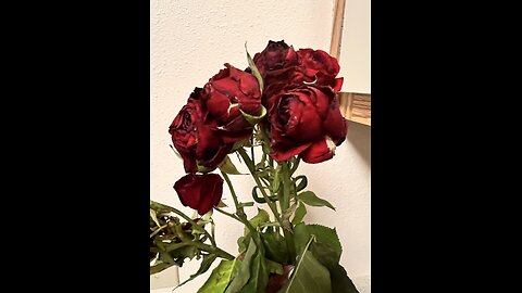 ASMR Opening Flowers
