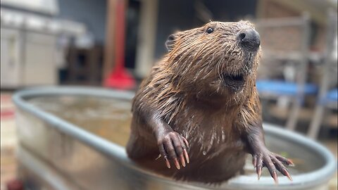 Baby beaver lo st her home.