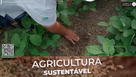 Em Unai MG Grupo IeFe cultiva soja sobre palha de braquiária e tem mais segurança contra a seca - LB