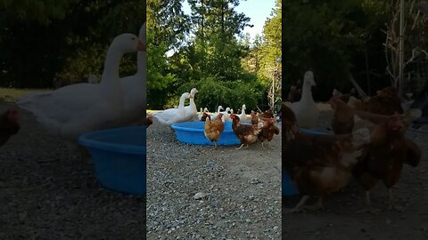 #geese #ducks #chickens #freerange #farmanimals #farmlife #homesteadlife #homesteading