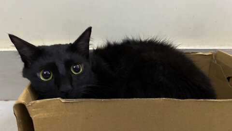The Sweetest Black Cat in the World