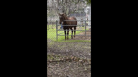 Visiting a Horse on My Bike Ride