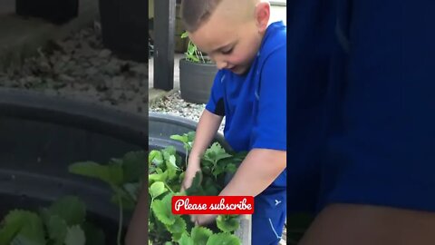 That’s NOT a strawberry! 🍓🐸 #shorts