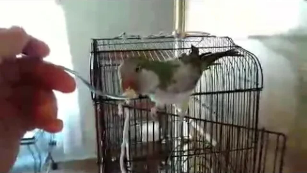 grit eating bird