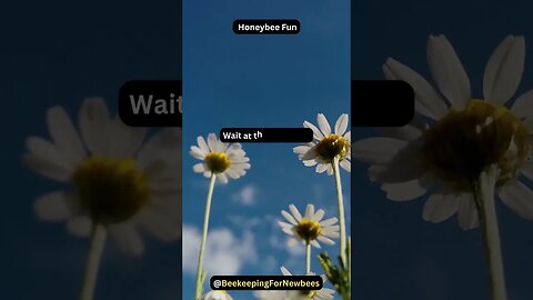 Quick Joke, Happy Day! 😄🐝 - 7 Seconds of Chuckles