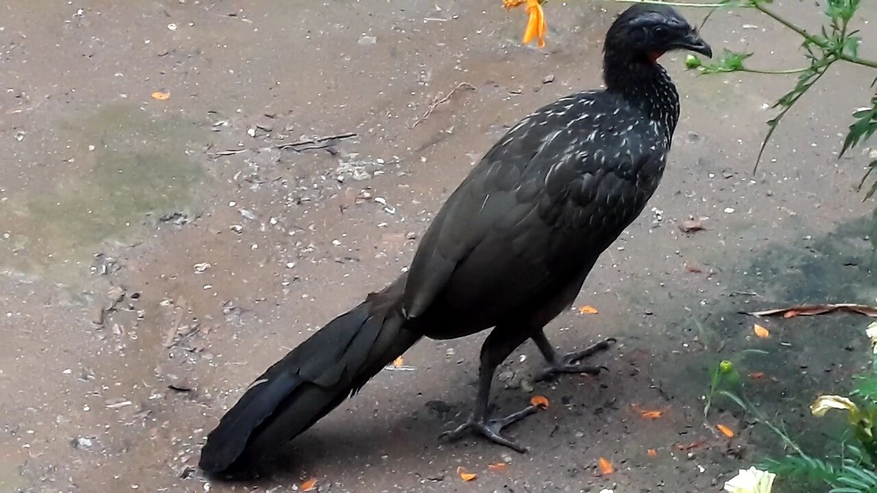 Jacu desbravando a chuva: um passeio na natureza Jacuaçu, jacuguaçu, guans