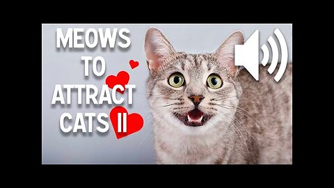 Sounds that attract cats