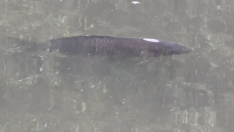 Big fish of James Gardens pond