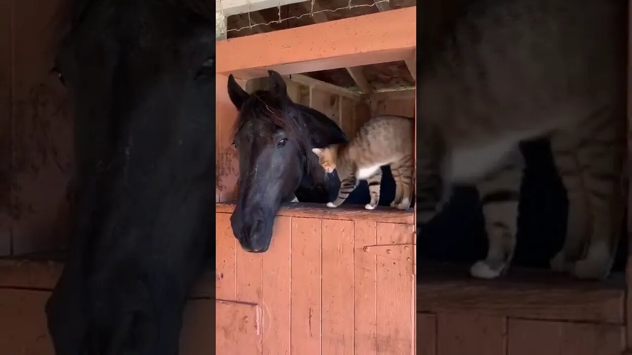 cat horse friendzone #shorts