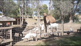 Backyard farm animal catch, clean, and cook.