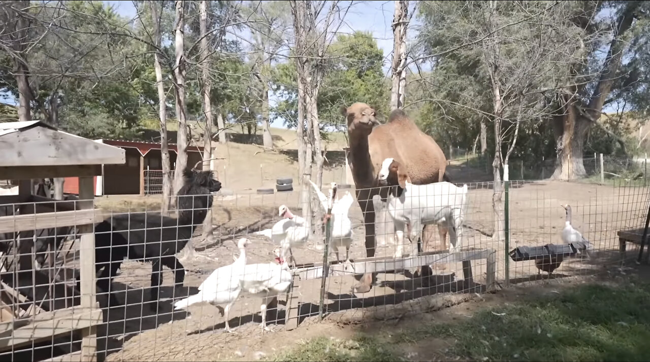 Backyard farm animal catch, clean, and cook.