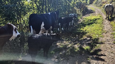 Visiting The Old Cows