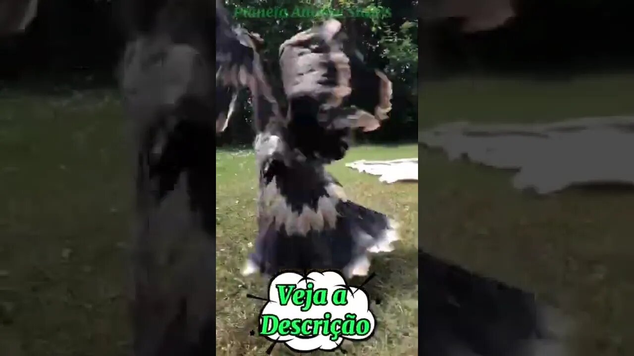 AGUIA SAI DO CHÃO VOANDO #shorts #planetaanimalshorts #animals