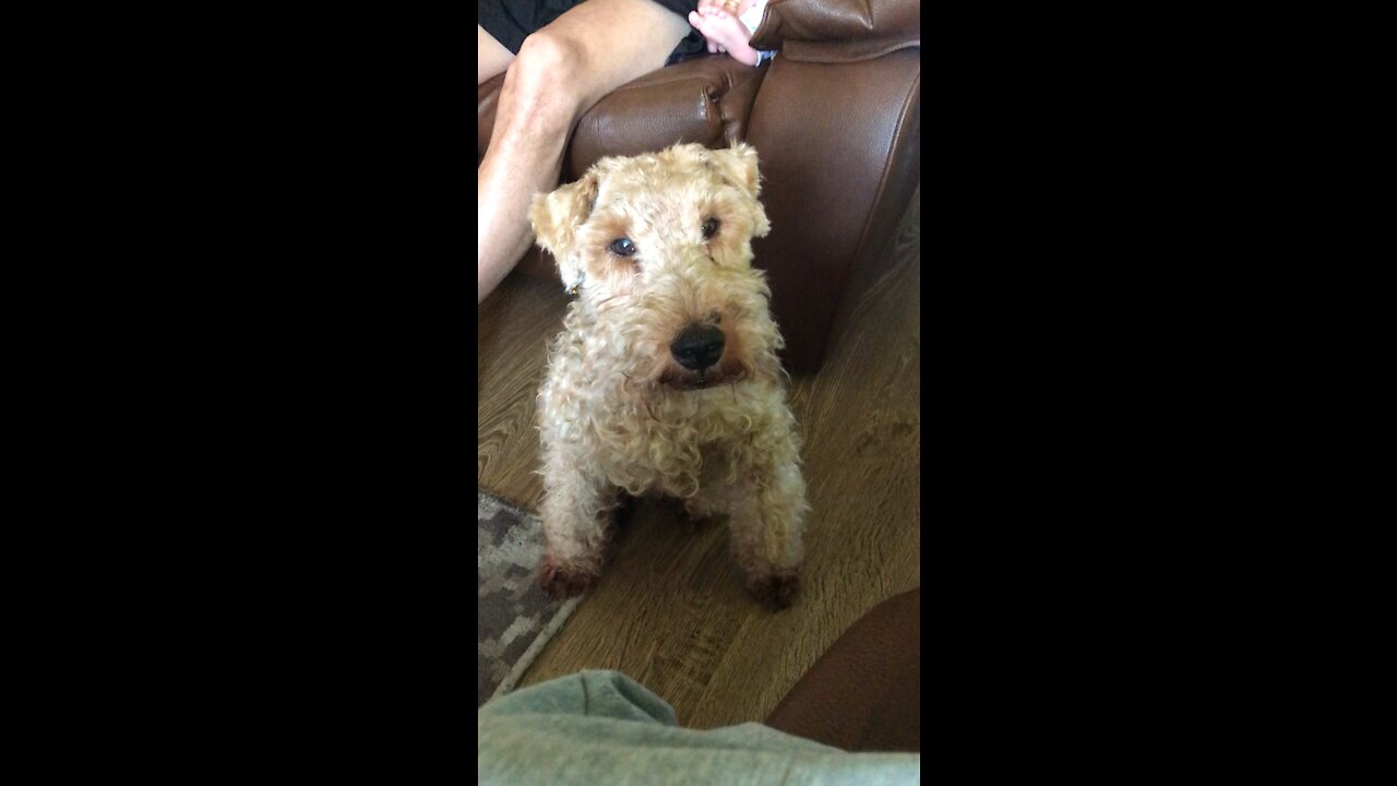 Oscar the dog and the baby