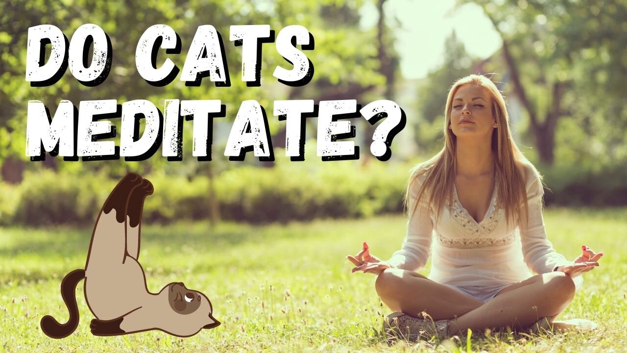 Meditation 101 - Lets Chat Cats and Other Meditation Things.