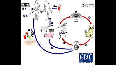 Parasites And Sexuality