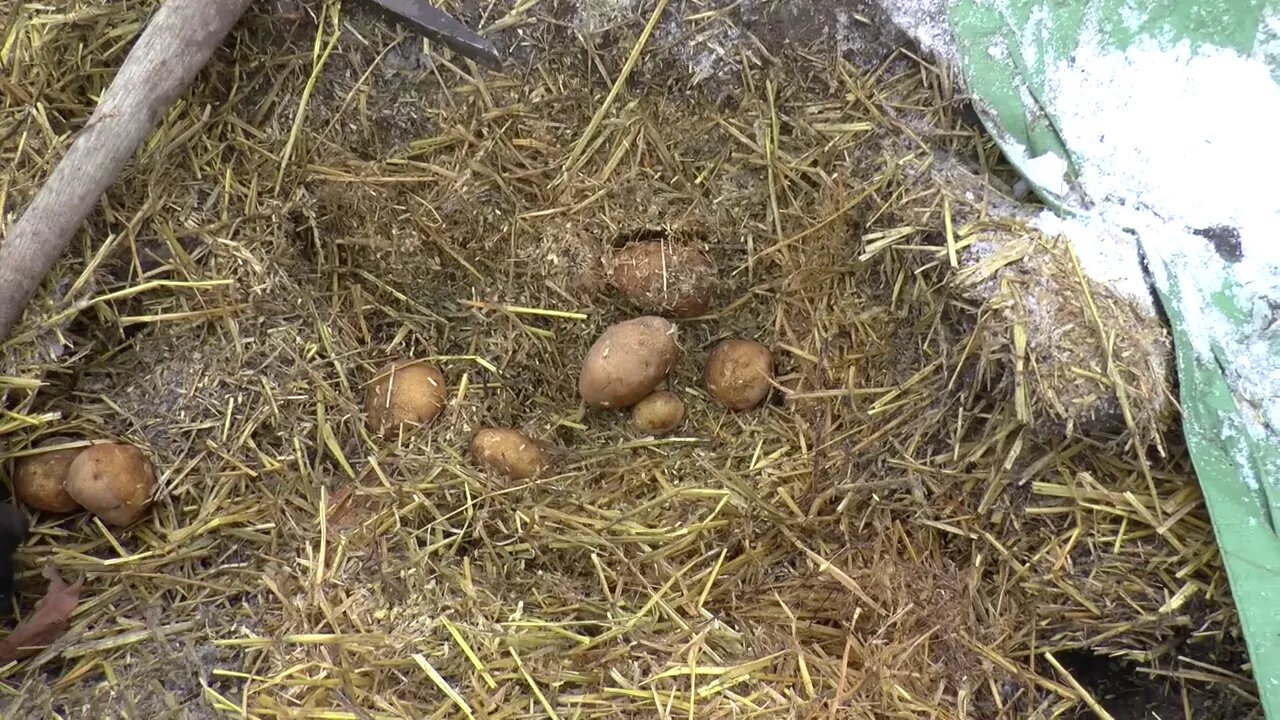 Digging Up Winter Spuds. Tater Graves - Cold Weather Storage!