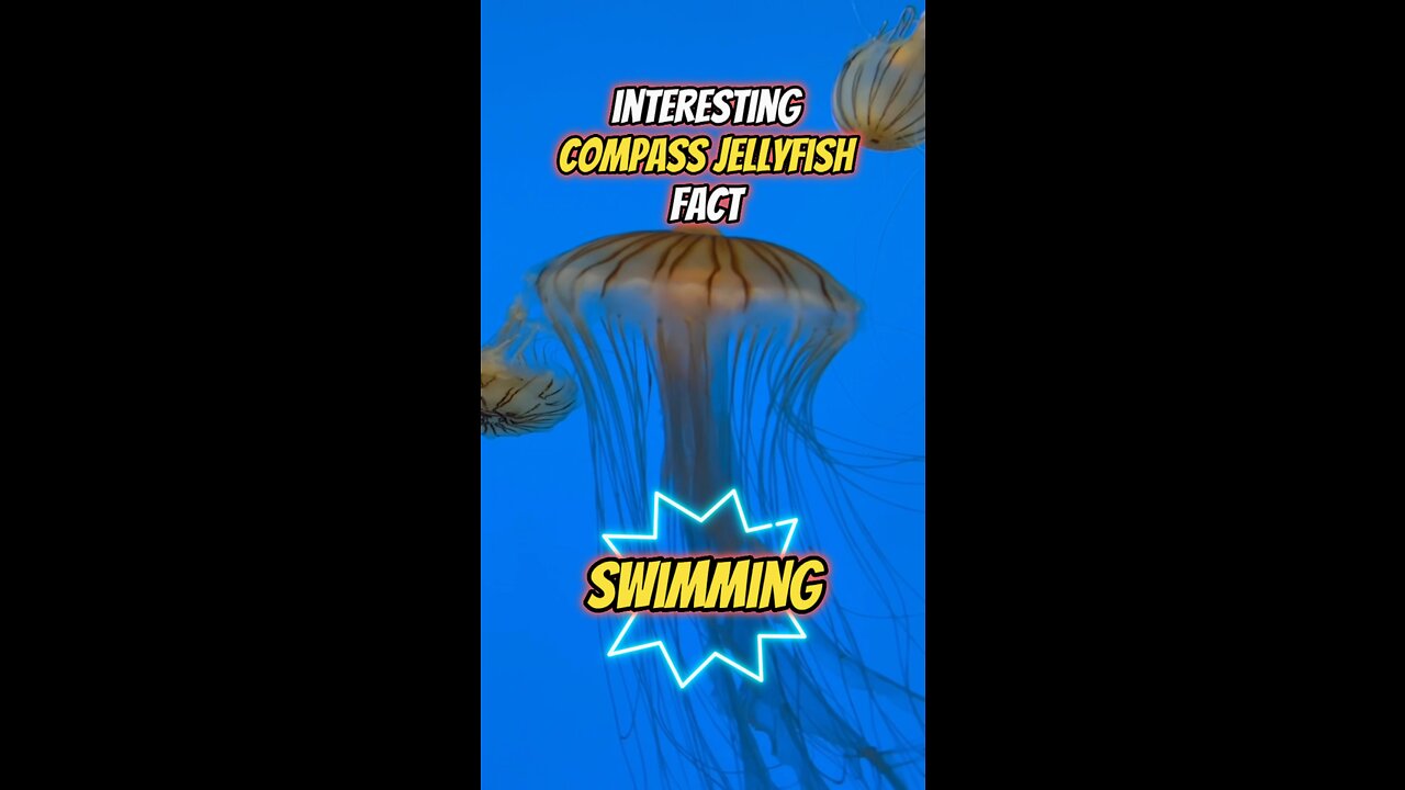 Interesting Compass Jellyfish Fact | Swimming #jellyfish #compassjellyfish #ocean #seacreatures